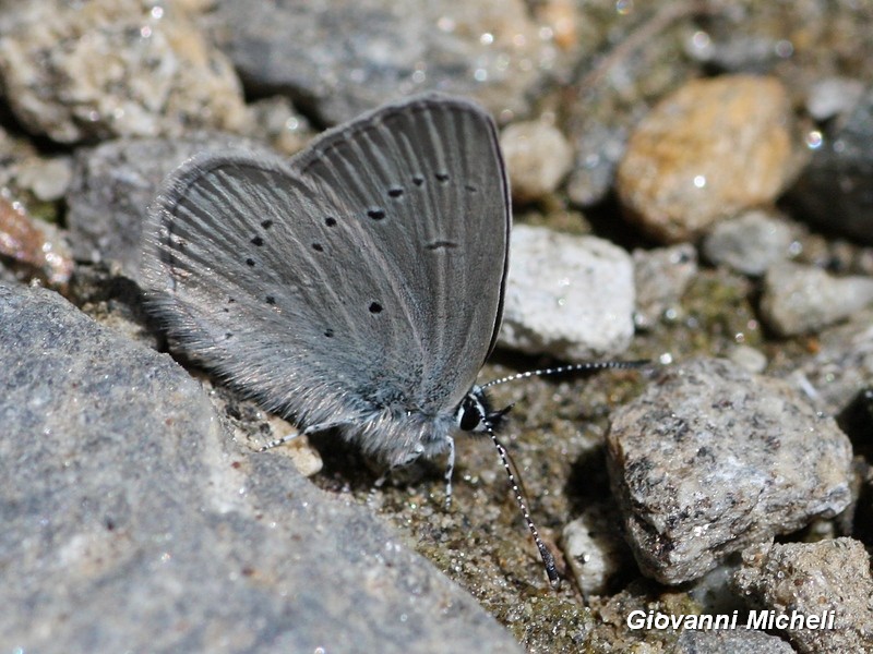 Cupido minimus? S